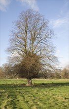 Leafless lime or linden tree with trunk boss shoots in winter stands in grassy field, Sutton,