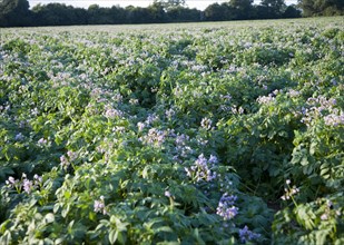 Purple flowers potato crop growing field, Shottisham, Suffolk England