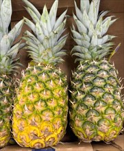 Two pineapples on display in a grocery shop food retailer supermarket, Germany, Europe