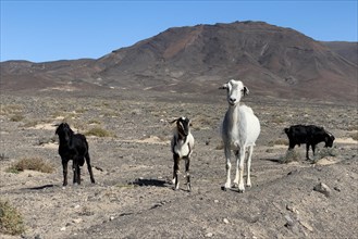 Four wild goats (Cabra majorera) in a volcanic landscape behind them at the southern tip of the