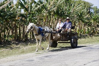 Horse-drawn carriage on the road near Trinidad, Cuba, Central America