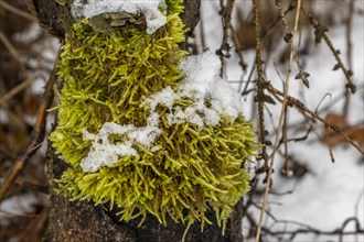 Green moss growing on a tree trunk, photographed in winter with some snow on it. Bank of the Sapina