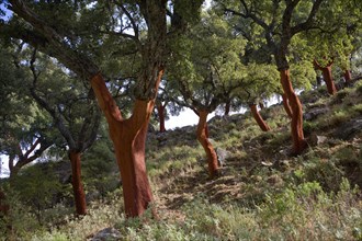 Red tree trunks freshly harvested bark Quercus suber, Cork oak, Sierra de Grazalema natural park,
