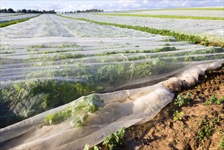Protective fleece material covering a crop of turnips growing in a farm field, Hollesley, Suffolk,