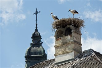 Two young white storks (Ciconia ciconia) at the nest on a chimney in front of the tower of the