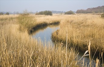 Reedbeds and floodplain of River Alde at Snape, Suffolk, England, United Kingdom, Europe