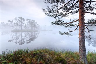 Small island with Scots pine trees in morning mist reflected in pond at Knuthoejdsmossen, nature