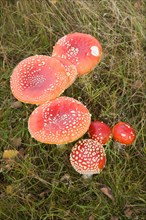 Close up of orange red caps of fly agaric mushroom on heathland, Sutton Heath, Suffolk, England,