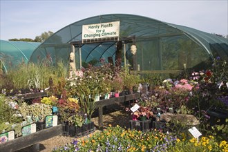 The Exotic Garden Company specialises in plants for a changing climate, Aldeburgh, Suffolk,