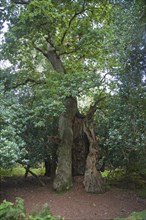Ancient broad leaf oak woodland once a medieval deer park, The Thicks, Staverton forest, Suffolk,