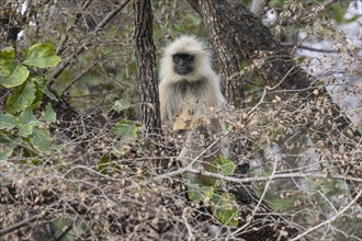 Gray langur (Semnopithecus entellus), sitting on a tree in the wild, in the Ranthambore National