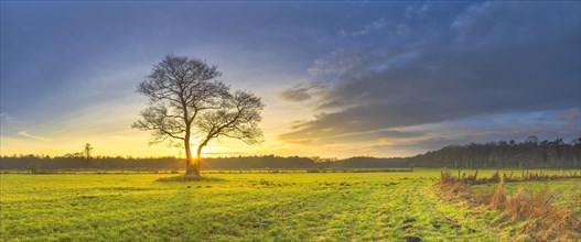 The sun sets behind a tree standing alone in a meadow, sunset, evening mood, warm light, panorama,