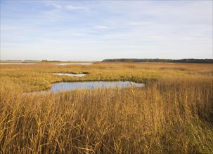 Walberswick National Nature reserve wetland environment marshes Blythburgh, Suffolk, England,