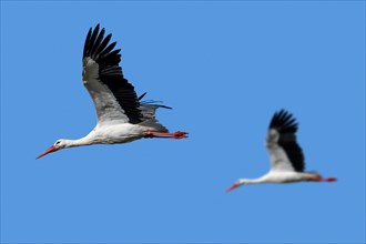 Two white storks (Ciconia ciconia) flying against blue sky during migration