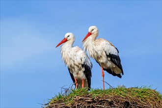White stork (Ciconia ciconia) pair, male standing on one leg and female on old nest from previous