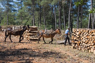 Mules are accompanied by a man to transport wood in a forest clearing, near Soufli, Eastern