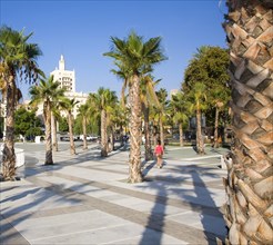 Palm trees cast shadows in new port development Muelle Uno in Malaga, Spain, Europe