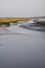Mudflats and marsh at low tide, Wolsey's Creek, River Blyth, Reydon Marshes, Suffolk, England,