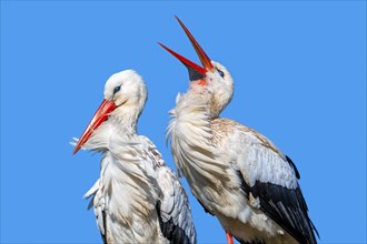 White stork (Ciconia ciconia) pair with female and male bill-clattering as courtship display on the