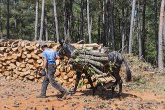 A labourer leads a loaded mule next to a pile of wood in the forest, near Soufli, Eastern Macedonia