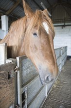 Mare standing in stables at Horse stud, stables and tourist attraction at The Suffolk Punch Trust,