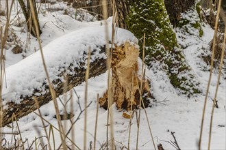 Cut down tree, a clear sign of Eurasian beaver activity, photographed in winter on the bank of