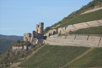 Ehrenfels Castle in vineyards, wine-growing region, Ruedesheim, Rheingau, Taunus, Hesse, UNESCO,