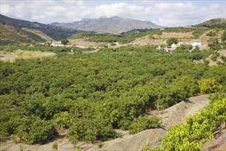 Fruit trees fertile valley farm land Rio Benamago valley, Malaga province, Spain with a distant