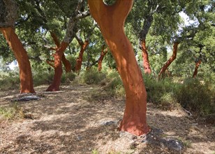 Red tree trunks freshly harvested bark Quercus suber, Cork oak, Sierra de Grazalema natural park,