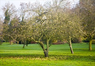 Fallen apples beneath apple tree in winter, Suffolk, England, United Kingdom, Europe