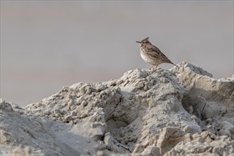 Central European crested lark (Galerida cristata, Alauda cristata) with erect crest feathers in the