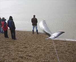 Fin Whale, Balaenoptera physalus, washed up dead on Shingle Street, Suffolk, England, United