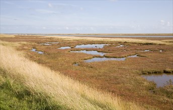 Mudflats and saltings vegetation on the tidal River Ore behind Orford ness shingle spit, Suffolk,