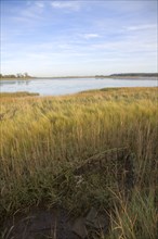 Walberswick National Nature reserve wetland environment marshes Blythburgh, Suffolk, England,