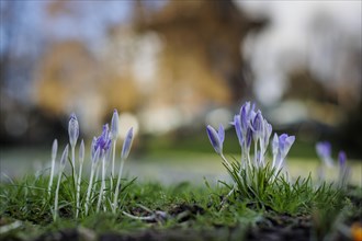 The first crocuses bloom in front of Beck's Muehle (Muehle am Wall) in Bremen Bremen, 17.02.2024