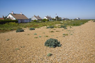 Vegetated shingle beach habitat at Shingle Street, Suffolk, England, United Kingdom, Europe
