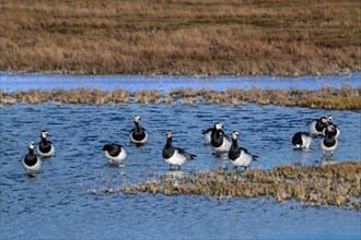 Flock of barnacle geese (Branta leucopsis) resting in wetland in winter, Schouwen-Duiveland,