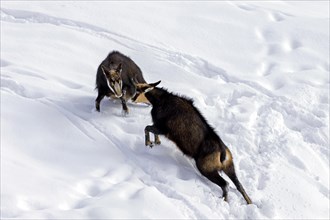 Two chamois (Rupicapra rupicapra) males fighting in the snow in winter during the rut in the