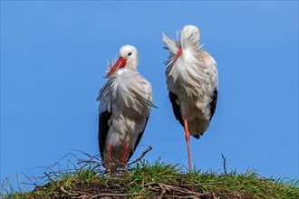 White stork (Ciconia ciconia) pair, male and female posing on old nest from previous spring on a