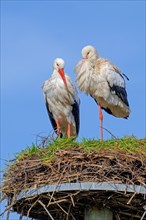 White stork (Ciconia ciconia) pair, male and female on old nest from previous spring made on