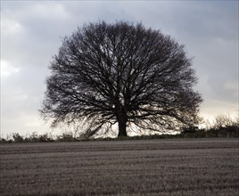 Rounded Quercus Robur oak tree outline on dark overcast winter day, Sutton, Suffolk, England,