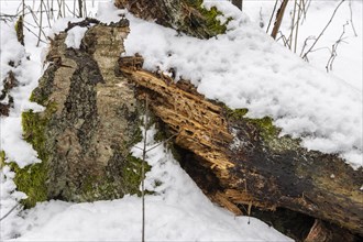 Decaying wood log and a piece of a silver birch bark, partially overgrown with moss and lichen,