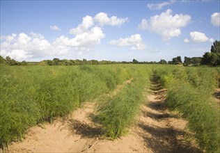 Asparagus crop growing in a field, Hollesley, Suffolk England