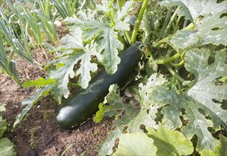 Zucchini or courgette plant fruit and leaves growing in vegetable garden UK