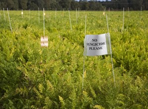 No Fungicide Please sign on carrot crop on a field where crop trials are taking place, Sutton,