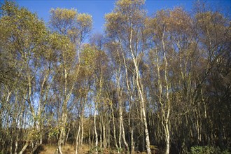 Betula pendula silver birch trees autumn Suffolk Sandlings heathland, Dunwich forest, Suffolk,