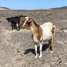 Two wild goats (Cabra majorera) in the volcanic landscape behind them at the southern tip of the