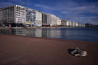 Old harbour, view of promenade, skyline of Thessaloniki, stray dog lying on promenade, Macedonia,