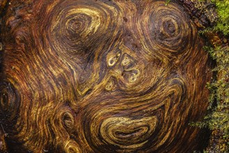 Close-up of a tree root that looks like a face, wood, close-up, nature shot, Schneeren, Neustadt am