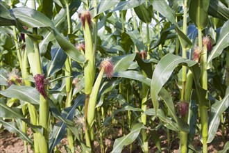 Sweet Corn or maize growing in a field, Shottisham, Suffolk, England, United Kingdom, Europe